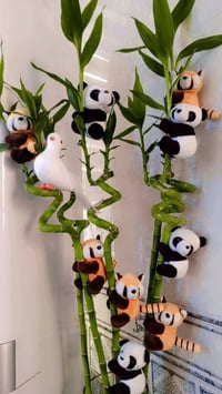 🌿🐼🦊💚 مين يقدر يقاوم هالجمال؟ 😍 اكسسوارات نباتات الباندا والراكون اللطي...