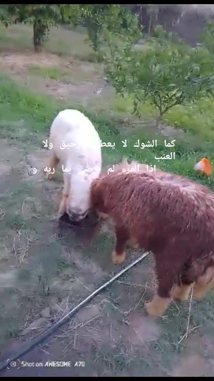 لبيع طليان فحله وفطيمه الراشدية  ***********
