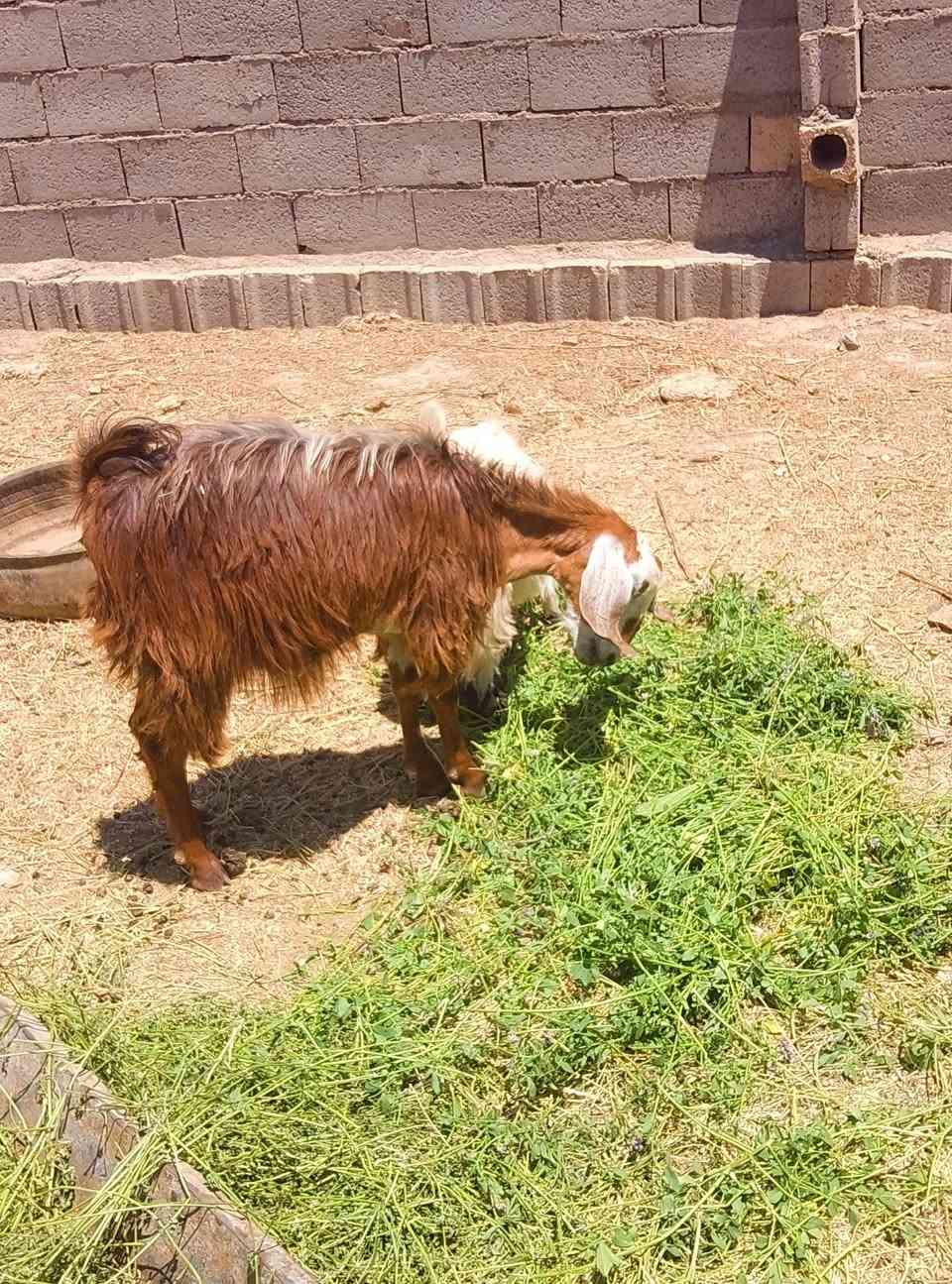 سلام عليكم متاح عنز ثاني بطن وراها جدي وحانيه صارلها شهر  السعر 340وبيها مجال العنوان قريت البيضه اكثر الاستفسار الاتصال ع الرقم ***********
