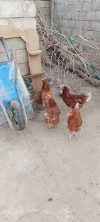 دجاج • احمر • خمس دجاجات