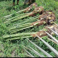 فسائل مكتوم الفسيله 60 الف 07756066399