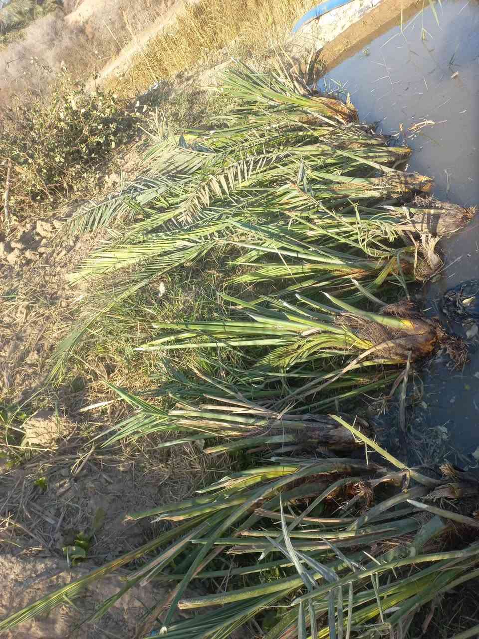 متاح فسائل نخل شويثي درجة أولى مشلوع وجاهز للشتال 
المكان الشطرة 
***********
