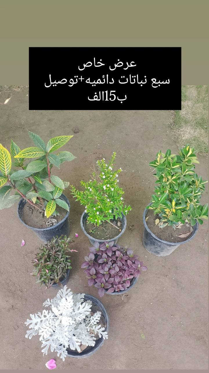 ❗❗عروض مميزه ❗❗
يقدم لكم🌹 مشتل الانوار🌹
 عن عروض خاصه 🌲
بأنواع الأشجار.🪴🌹
تفاصيل أكثر داخل المنشور!
العنوان📍 صويره شارع العام🛻🛻 مجاور مجمع أبو زهراء للسيراميك.


**إذا كنت صاحب هذا الإعلان وتريد حذفه لأي سبب، رجاءا أرسل رسالة إلى الدعم الفني**