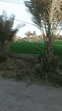 السلام عليكم دونمين ونص للبيع عقد ٣٥ بأسمي مع بستان وخدمات كاملة العنوان بابل ورديه خارج منطقة الحمدانية ها ***********
