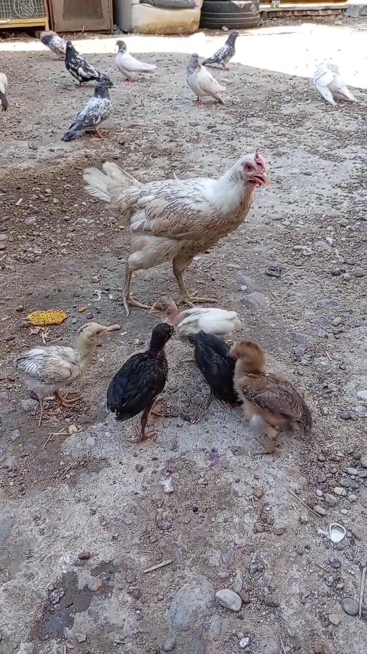 السلام عليكم شباب دجاجه للبيع هي وخمسه فروخ وياها السعر 30


**إذا كنت صاحب هذا الإعلان وتريد حذفه لأي سبب، رجاءا أرسل رسالة إلى الدعم الفني**