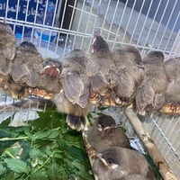 بلابل • للبيع • سعر خاص