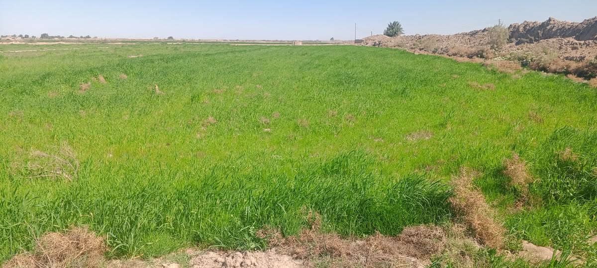 اللبيع گاع زرع اللبيع يتوفر جميع الخدمات ماء وكهرباء وطريق قريب على الشارع العام  35دونم  المكان الناصريه الدوايه منطقه العزارمه اللستفسار ***********
