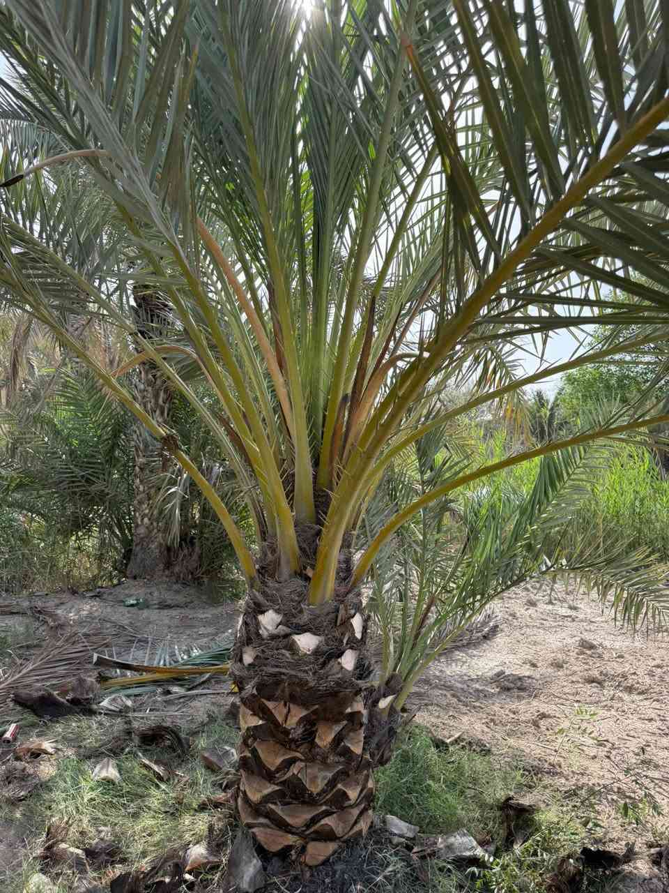 السلام عليكم ورحمة الله وبركاته يتوفر امايات برحي حر مضمونات كلش حلوات الحر ما يتحصل الي يدور حر هاذا الحرالعنوان بصره ابي الخصيب مهيجران الراقب في الشراء 
*********** وتساب
