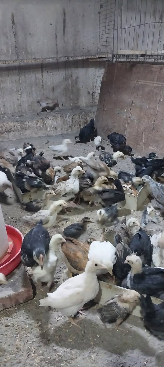 متاح فراريج عرب الزوج ب١٥ مكاني بغداد الكرخ حي الخضراء وملقحات زيتي رباعي عمرهن شهرين


**إذا كنت صاحب هذا الإعلان وتريد حذفه لأي سبب، رجاءا أرسل رسالة إلى الدعم الفني**