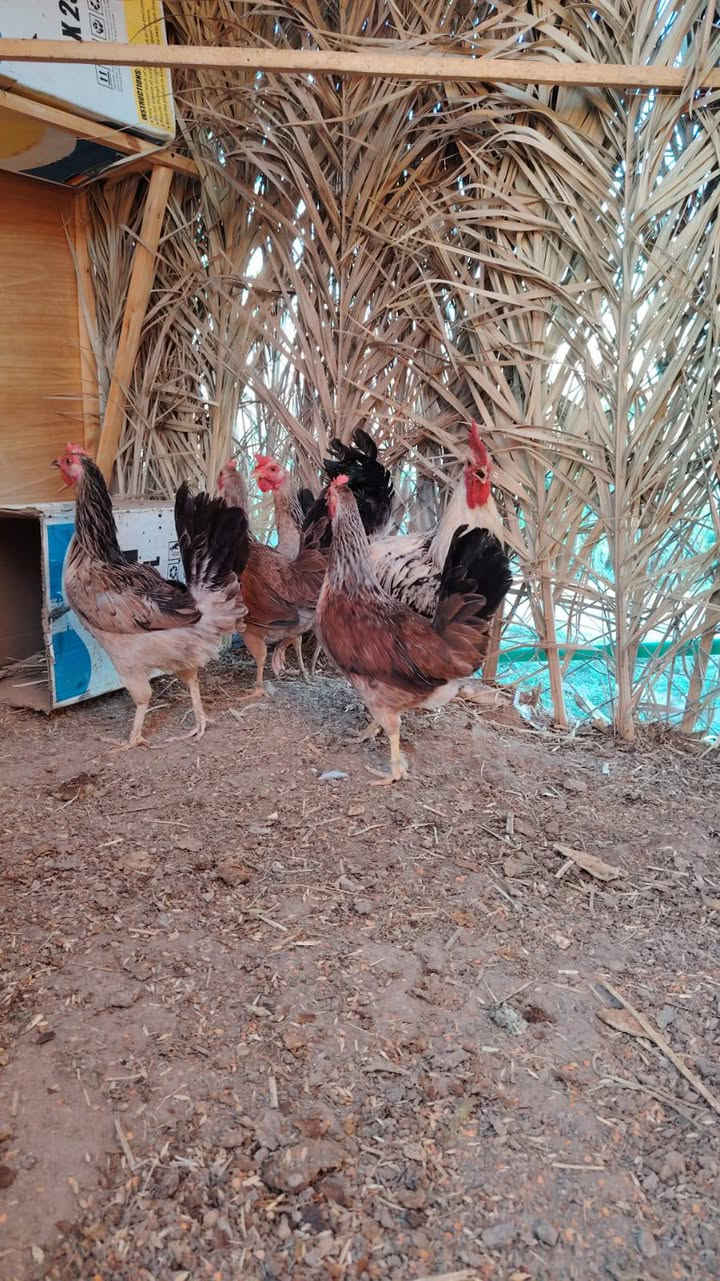 للبيع صاحيات وبياضات خير من الله 4 وديج مكانهن رفاعي علق تم ودزلك السعر


**إذا كنت صاحب هذا الإعلان وتريد حذفه لأي سبب، رجاءا أرسل رسالة إلى الدعم الفني**
