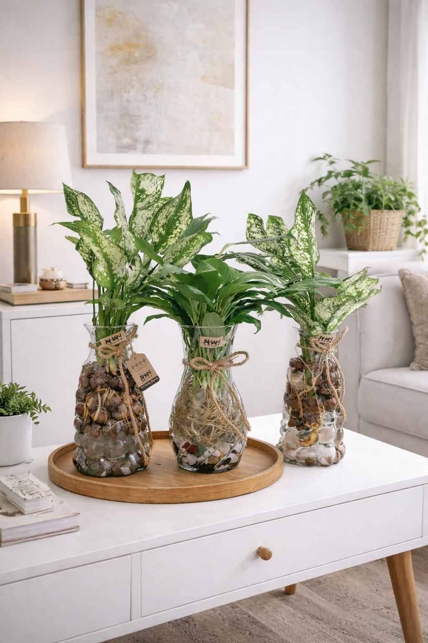 فازة مع النبات طبيعي من اختياركم مع حصى زينه ٨٠٠٠
توصيل بغداد فقط بغداد, العراق


**إذا كنت صاحب هذا الإعلان وتريد حذفه لأي سبب، رجاءا أرسل رسالة إلى الدعم الفني**