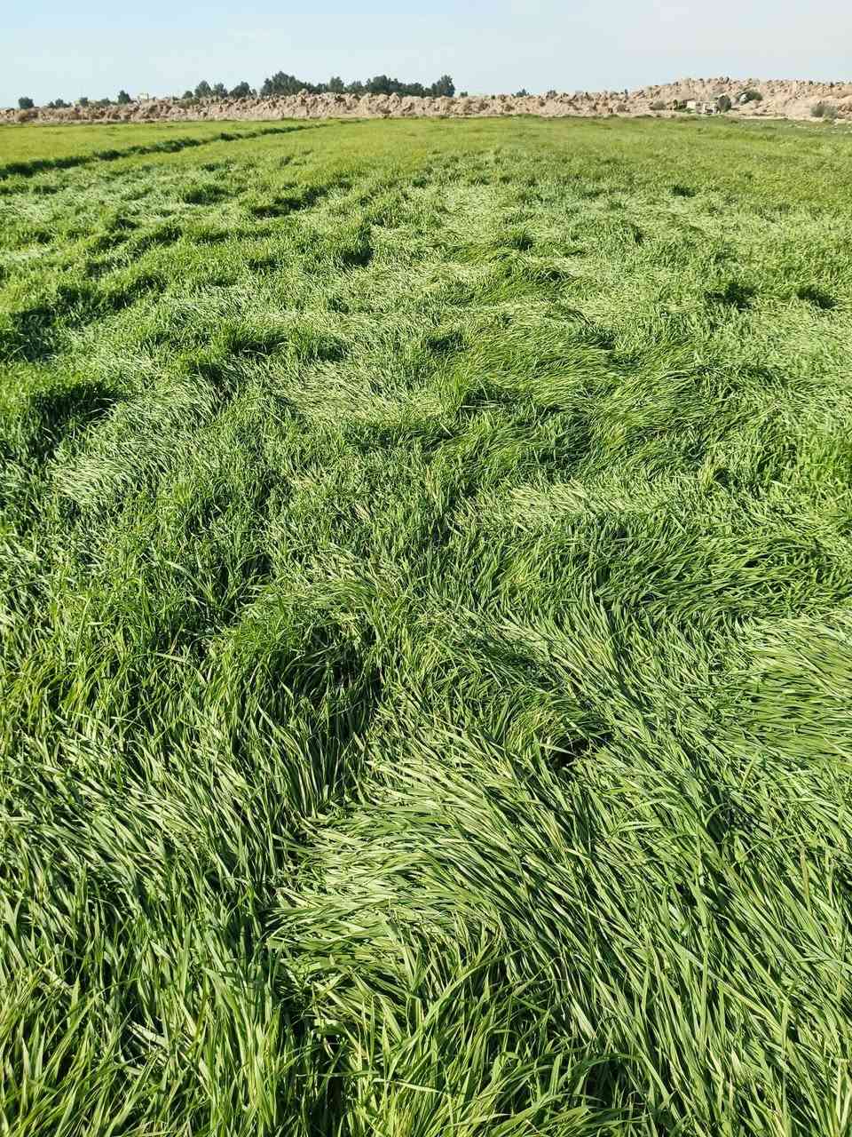 كاع سفح البيع مكاني الرفاعي عله طريق سيد احمد عله زيديه
ماء متوفرر الهه الشراي ينتصل ***********
