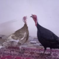 فحوله علو البيع درجه ولا انضاف اسمان وزن وحد 7 كيلوات شراي خبر و تدلال...