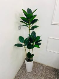 شجرة مطاط • ١٧٠سم • قطعة أخيرة