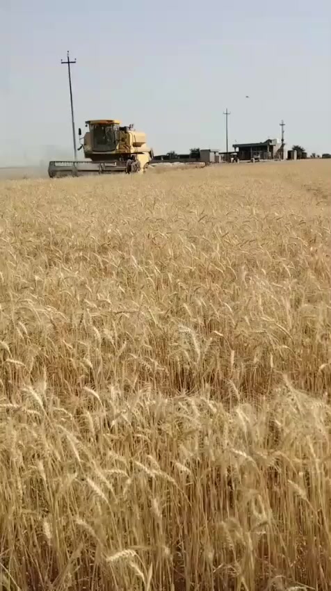 سلام عليكم
حاصده للبيع موديل 2011 4بلم قايش 
الاستفسار اتصال ***********
