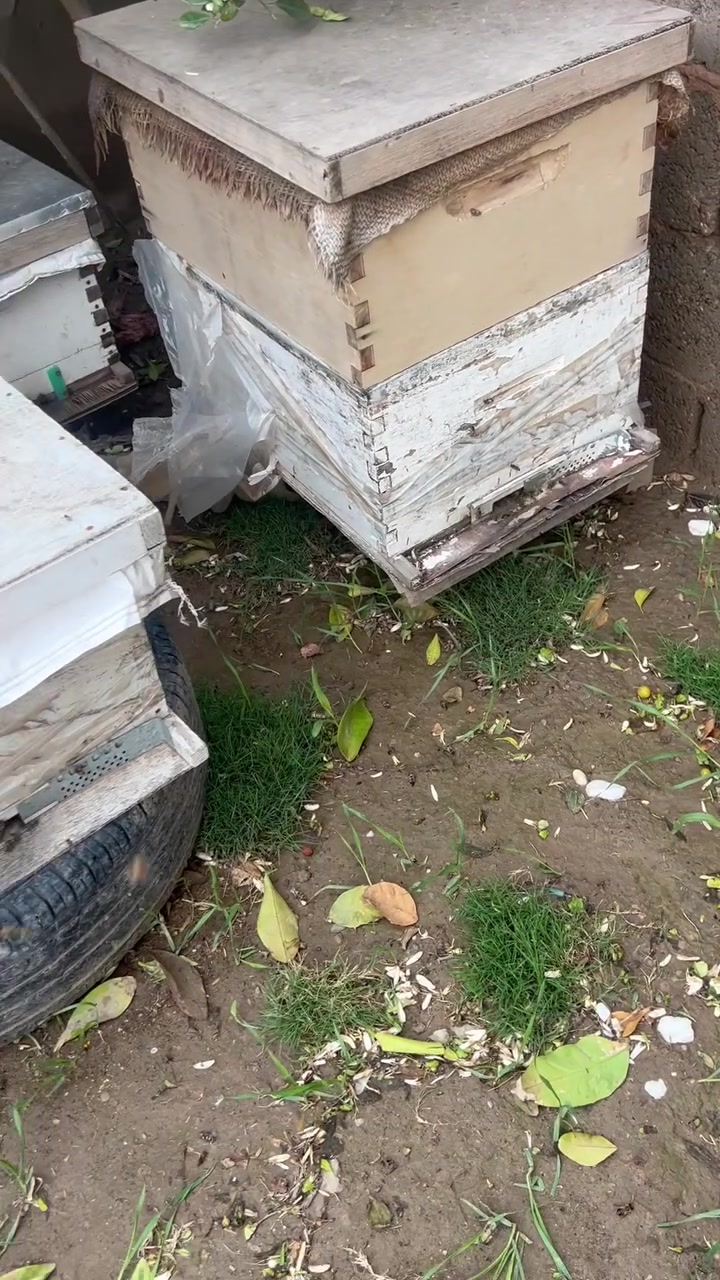 متاح نحال سامراء  معه العسل اكو طرد واكو مايت التواصل خاص


**إذا كنت صاحب هذا الإعلان وتريد حذفه لأي سبب، رجاءا أرسل رسالة إلى الدعم الفني**