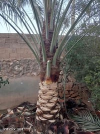 خدمات النخيل • قضاء القائم • التكريب