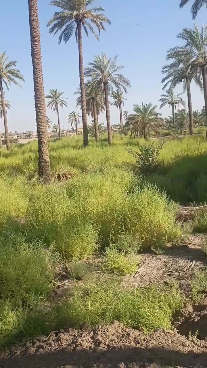 ارض طابو زراعي سند ٢٥تحويل مباشر المساحه ٢٦٦٠ متر تنباع كله اؤ نص بسم اشخاص اثنين كاع صافيه من يرغب بشراء ***********
