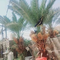 بيت للبيع • 500م • العطاء طريق الحمزه