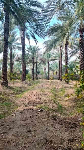 دونم ركن على شارعين مدخلين الها المدخل الأول من جزيرة بغداد السياحية المدخل الثاني من مركز ناحيه الراشدية واجه 72 نزال 35 طابو زراعي سند 25 تحويل مباشر 
كامل خدمات من كل النواحي كهرباء ماء اسله وماء سقي 
العنوان بغداد الراشدية حي المهندسين قرب دائرة ماء الدباقيه 
***********
***********
