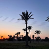 اللطيفيه كيلو ١٤ • ٢دونم • ٣٠نخلة