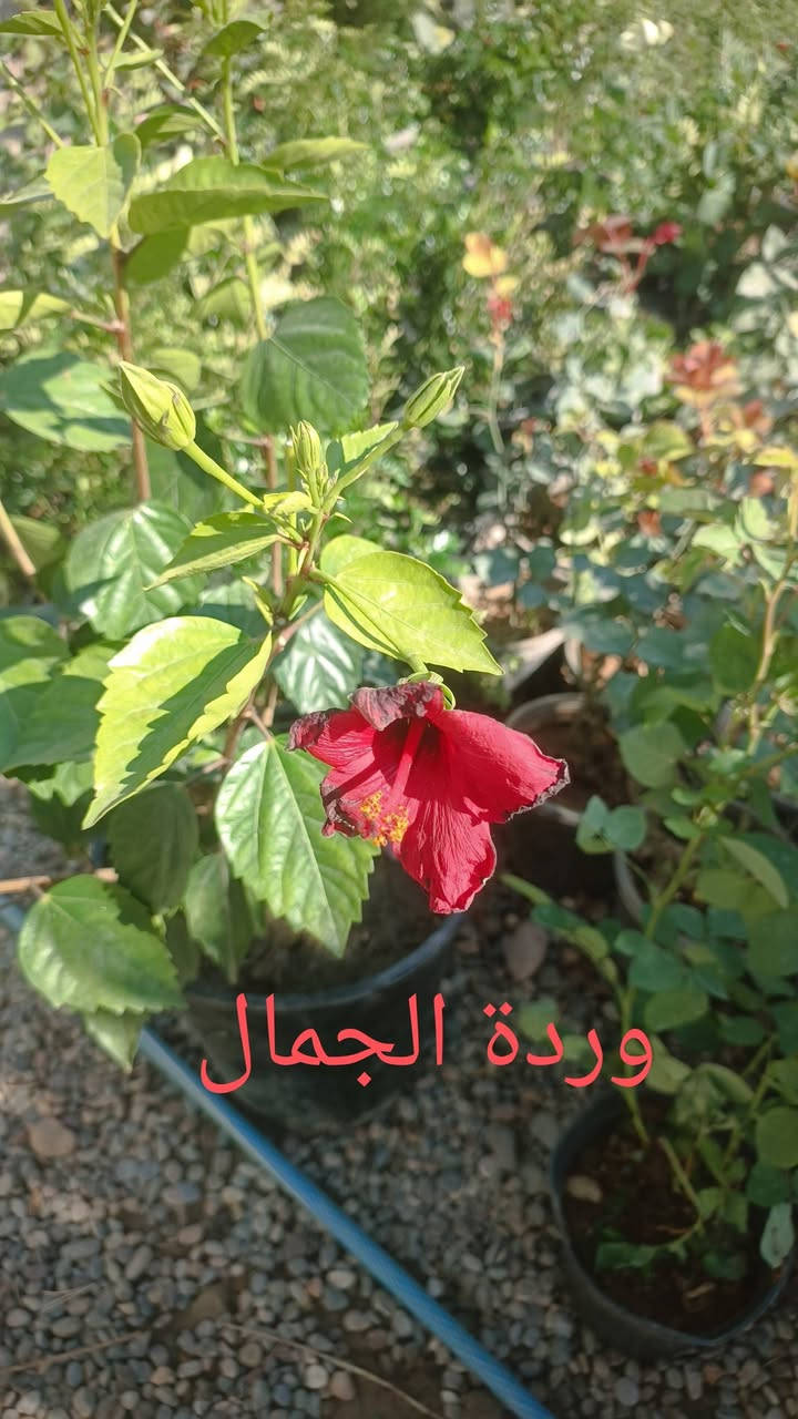 الحمدلله وصول مسواك جديد
مشتل الحلبي الزاب علوه هرته وحياكم الله ***********
