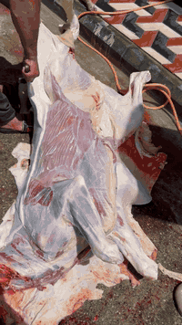 � افتتاح لحوم العنقاء 🔥
🎉 بمناسبة الافتتاح نقدّم أحسن اللحوم العراقية وبأسعار ترضيكم 🎉

🥩 لحم غنم عراقي 
🥩 لحم عجل عراقي 
🍢 كباب لحم 
🍗 كباب دجاج 
تكة دجاج

📍 شارع الخيزران – مجاور علوة زهور السيدية

✨ لحوم العنقاء
زورونا اليوم وخلو الحكم لكم
الحم من مزارعنة الخاصة نضافة وطعم 
يليق بحضرتكم
📞 077 6990 9012
