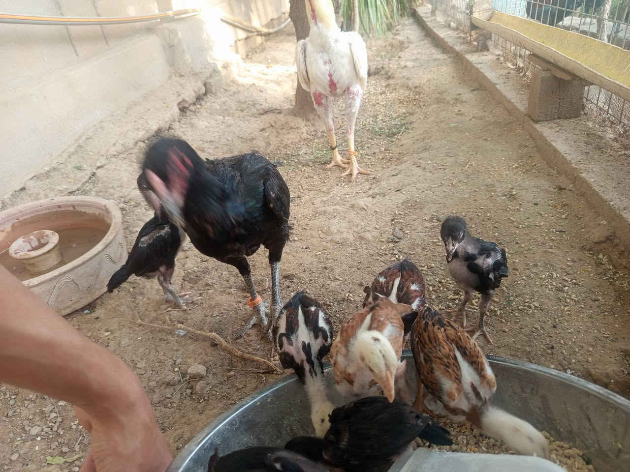 الكل للبيع اي شي يعجبك راسلني واكلك تفاصيله وسعره هراتيات شاموو فولل وعرب وابو ركيبه عنواني بل دبس


**إذا كنت صاحب هذا الإعلان وتريد حذفه لأي سبب، رجاءا أرسل رسالة إلى الدعم الفني**