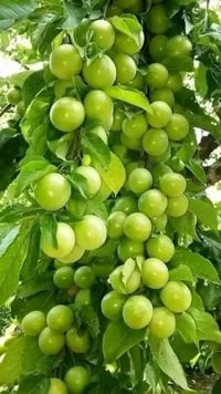 مشاتل ابو صالح • عناب بناني • توصيل مجاني