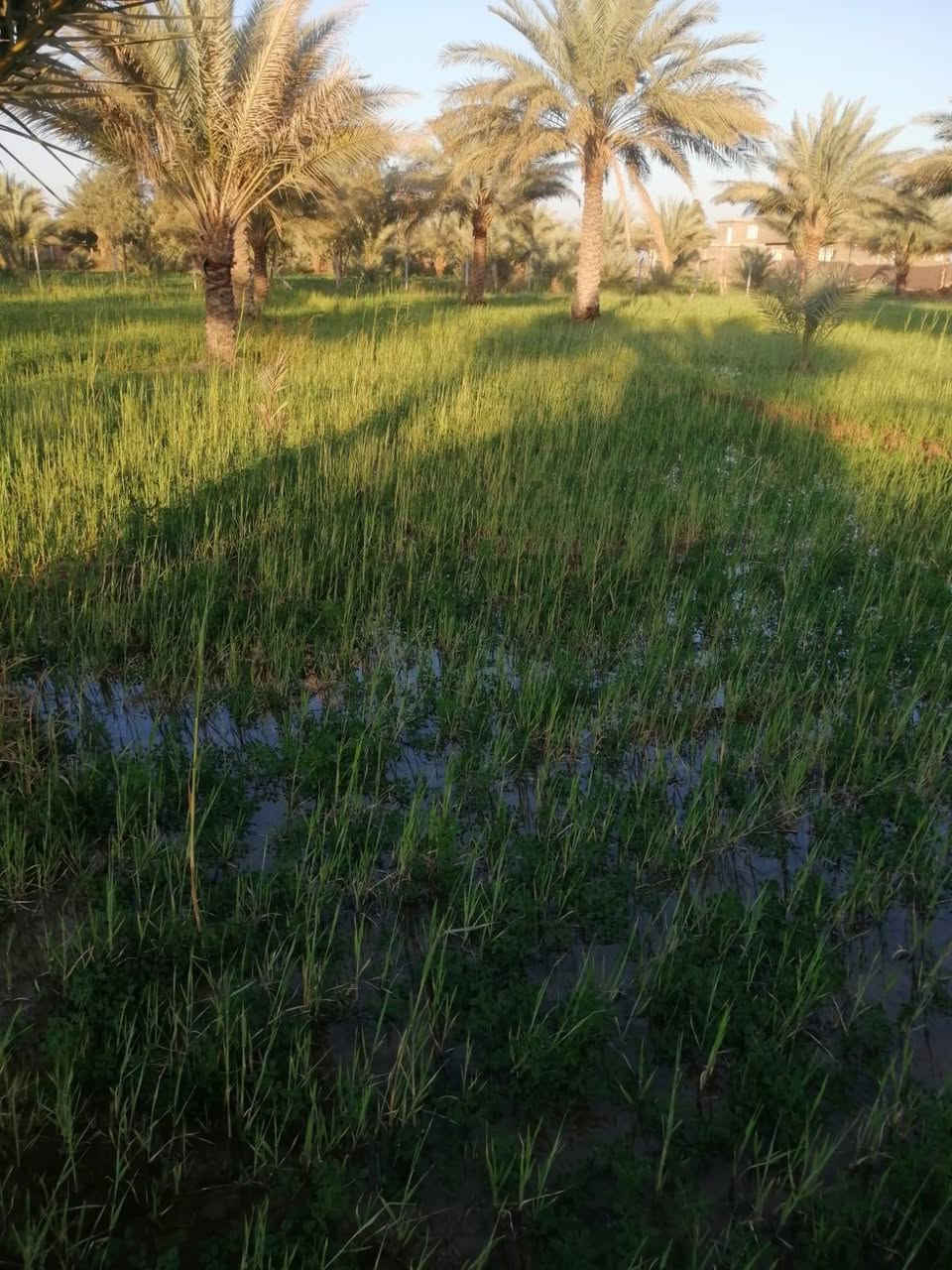 السلام عليكم أرض زراعيه للبيع يوجد في الأرض 40 نخله ويتوفر فيها ماء اساله وماء مشروع وكهرباء مساحه الارض دونمين عقد 117 واجهة خمسين متر + نزال ميه تبعد عن الشارع ميتين متر المكان كربلاء الامام عون طريق بغداد عامود 301 منطقة إم غراغر قرب مدرسه اعدادية البساط الأخضر والثقه الابتدائية للستفسار اتصل ‏‪***********‬‏أو. ‏‪***********‬‏
