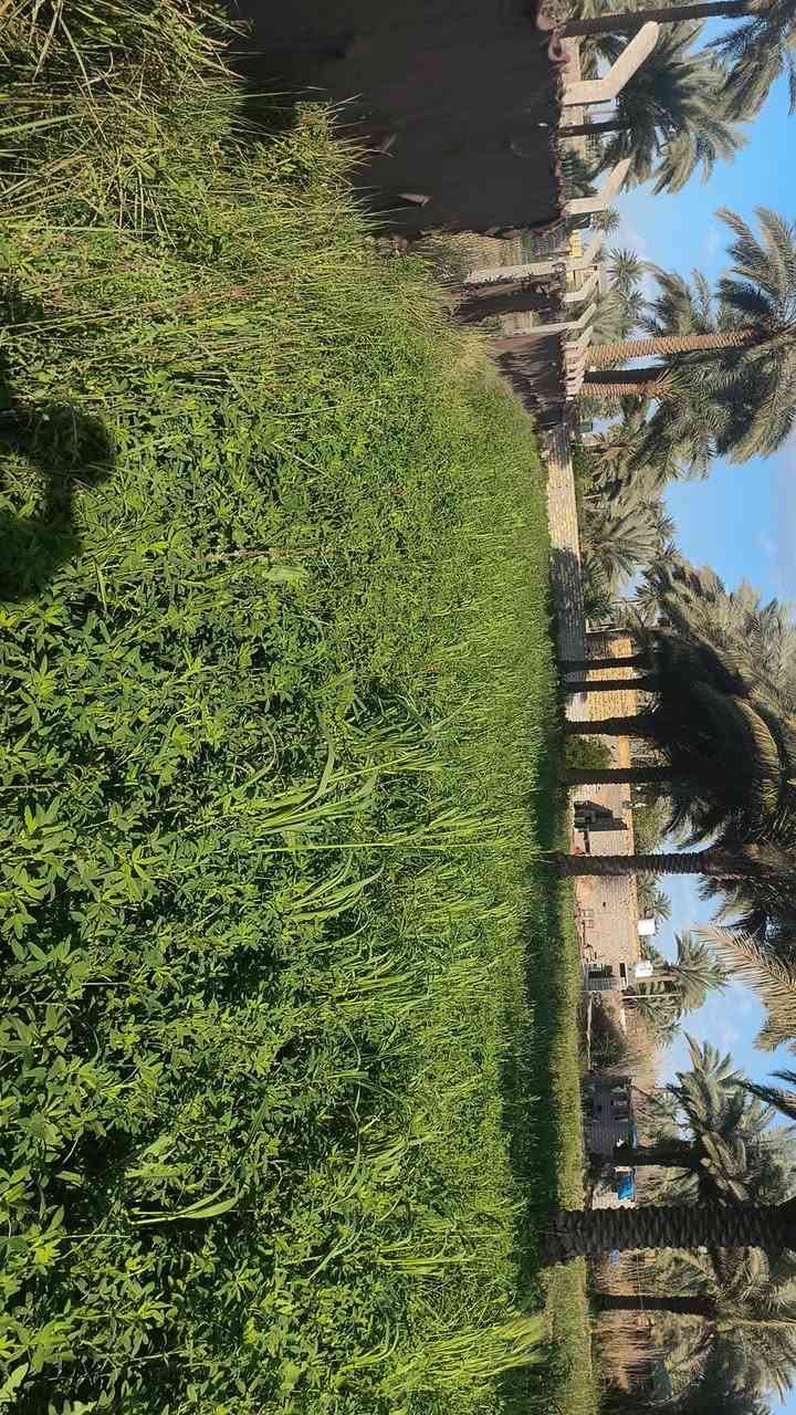 🔔 للبيع | عقار – أرض زراعية مع بيوت سكنية
📍 الموقع: حلة – مجرية، قريب جدًا من مدرسة جماهير
🟢 تفاصيل العقار:
أرض زراعية مساحتها 2 دونم
بيتين سكنيين (بيت ثاني بناء جديد)
كل بيت يحتوي على:
غرفتين 🛏
مطبخ 🍽
صاله
مجمع صحيات مستقل 🚿
🟢 توزيع المساحة:
مقابل البيت: نصف دونم
خلف البيوت: 1.5 دونم
مضيف خارجي بطول 12 متر
🌴 مميزات إضافية:
حديقه داخليه 
أكثر من 20 نخلة حمالة
خدمات كاملة: ماء وكهرباء ⚡💧
التبليط قيد العمل وقريب الإنجاز
مجاور نهر حمزاويه 
موقع هادئ ومناسب للسكن 
قريب من الخدمات والمدارس
ارض طابو زراعي سند 25
📞 للاستفسار والمعاينة التواصل _ ‏‪***********‬‏
