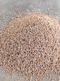 يتوفر حنطة صنف أسيا للبيع السعر 800 للإستفسار الاتصال 07804679267