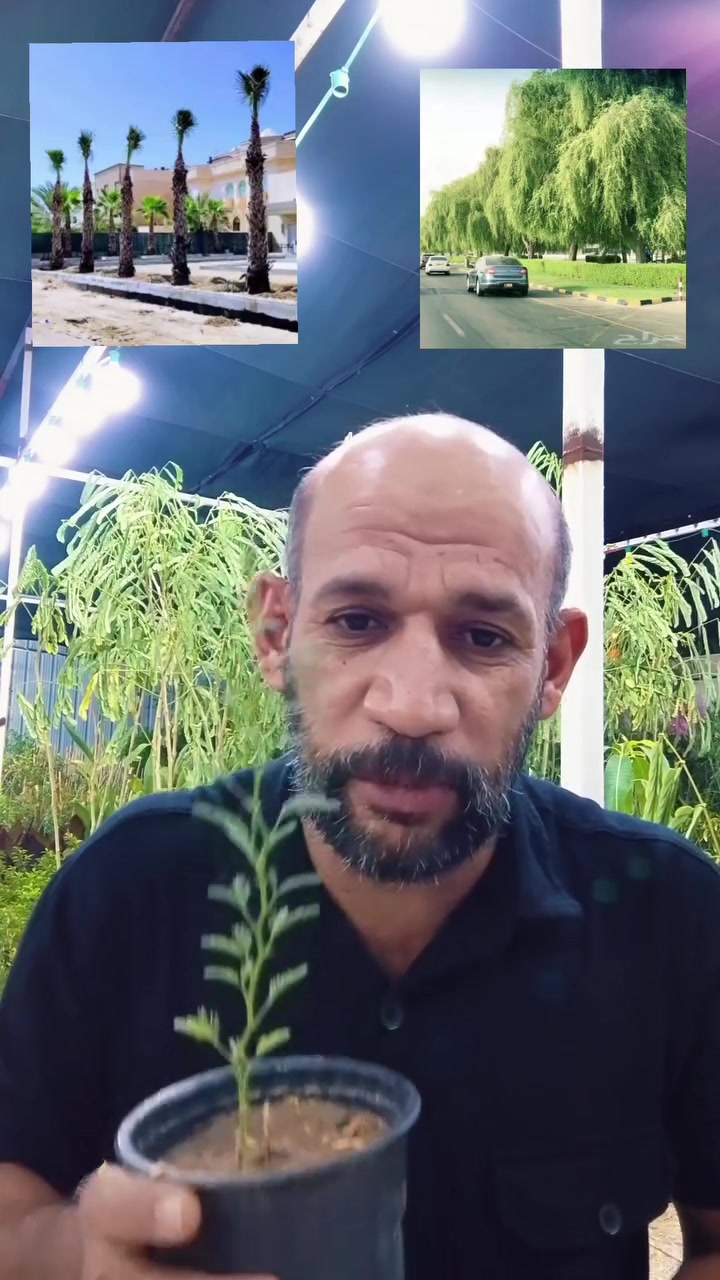 الفرق بين النخل الواشنتوني و اشجار الغاف


**إذا كنت صاحب هذا الإعلان وتريد حذفه لأي سبب، رجاءا أرسل رسالة إلى الدعم الفني**