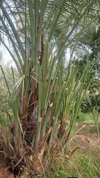 نخيل • برحي • كربلاء