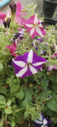 نباتات • ٣ سنادين • خانقين
