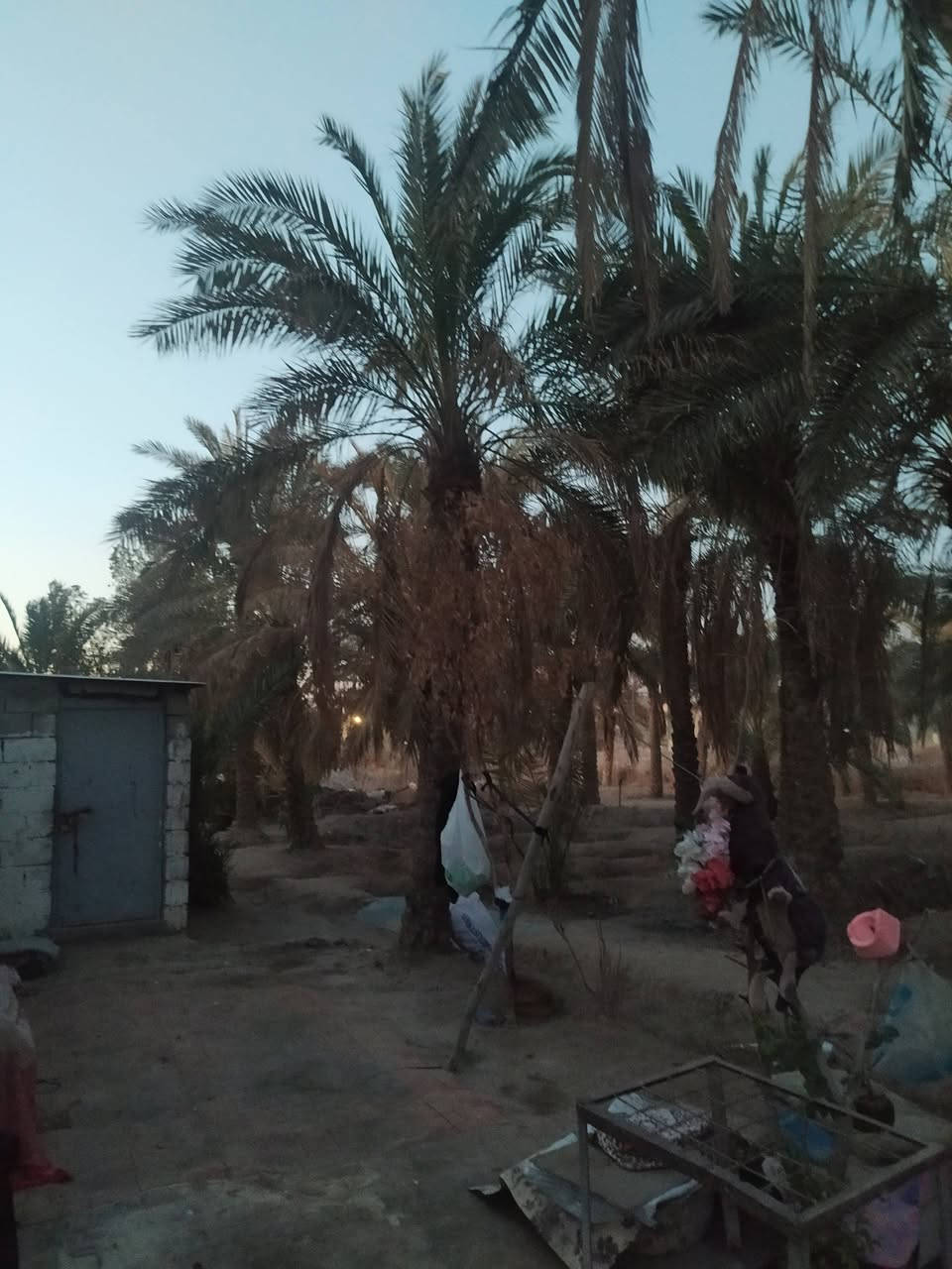 بستان للبيع
مساحه 1100
أبو الخصيب الوسطى 
طابو زراعي عراقي سند 25 
سهم بل طابو 
مزروع بل كامل نخيل 
ماء كهرباء 
السعر 200 و بي مجال 
هاتف ***********
