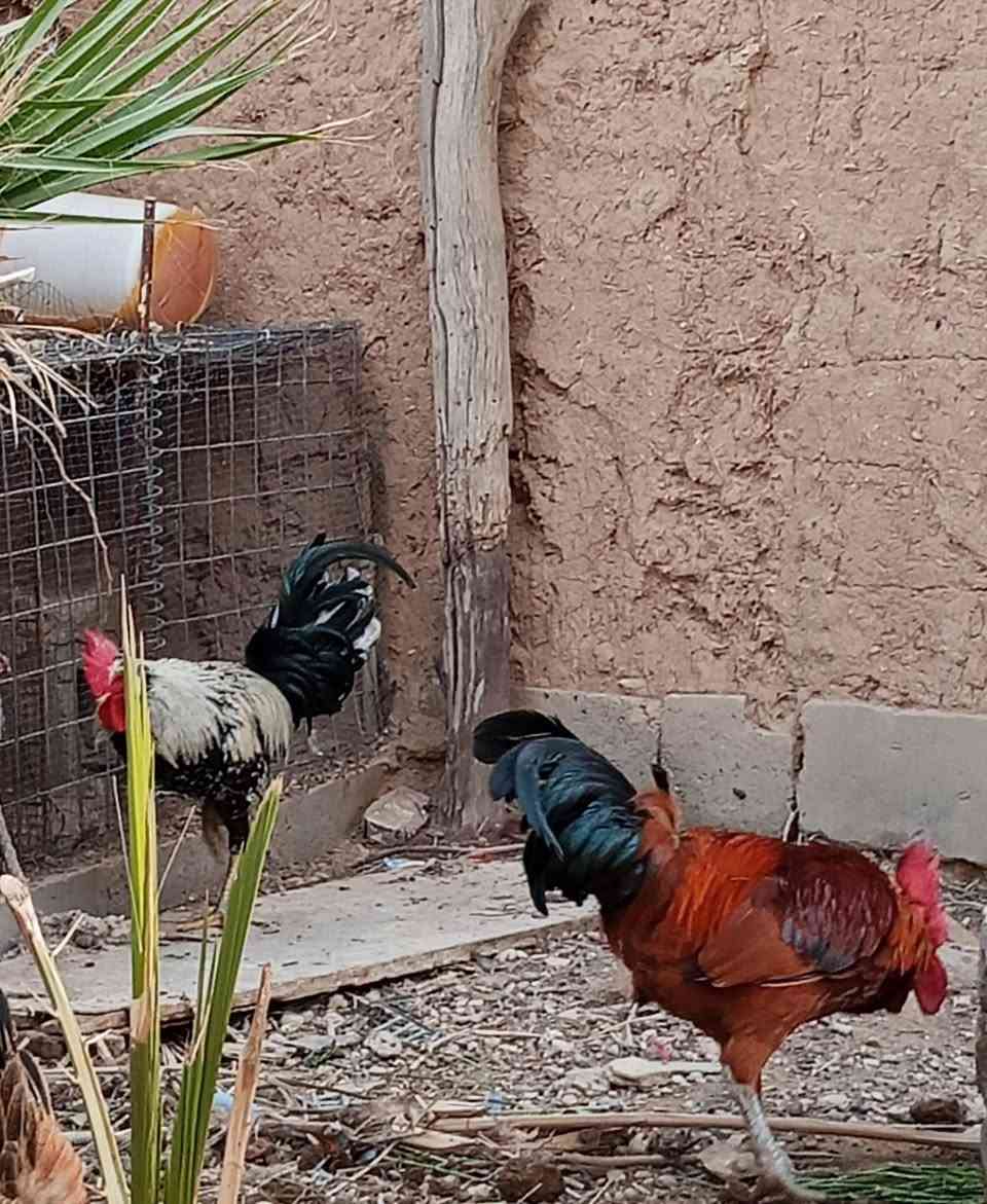 متاح ديج عرب المكان زنكوره التفاصيل الاتصال ع الرقم ***********
