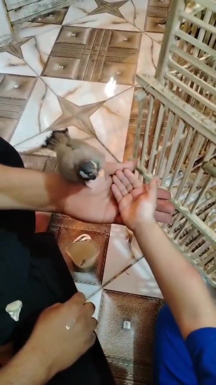 بلبل كبير الليف للبيع 40 بدون قفص
بغداد رحمانيه الشعلة


**إذا كنت صاحب هذا الإعلان وتريد حذفه لأي سبب، رجاءا أرسل رسالة إلى الدعم الفني**