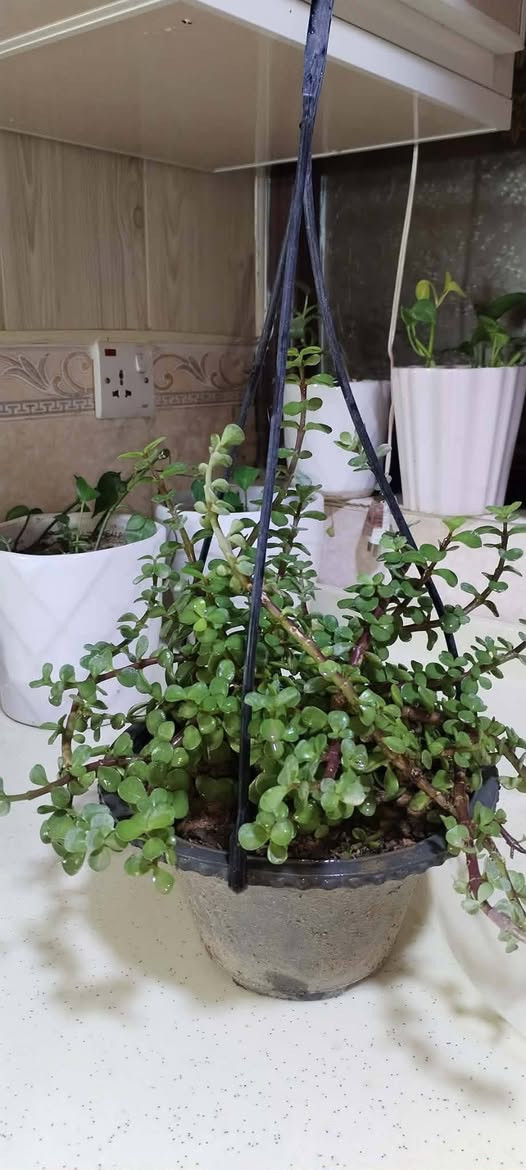 تخفيضات تخفيضات تخفيضات على النبات الطبيعي 🌹🌹🌹🌹🌹🌹🌹🌹🌹🌹🏃🏃🏃🏃🏃📢📢📢📢📢📢

الاسعار مكتوبه جوه الصور بالنشر ☘️🪴🪴🪴🪴🪴🪴🪴🪴🪴🪴📢🏃📢📢📢🏃🏻🏃🏃🏻 

متوفر خدمة التوصيل داخل خانقين 🚗🚗🚗🚗🚗🚗🚗🚗


**إذا كنت صاحب هذا الإعلان وتريد حذفه لأي سبب، رجاءا أرسل رسالة إلى الدعم الفني**