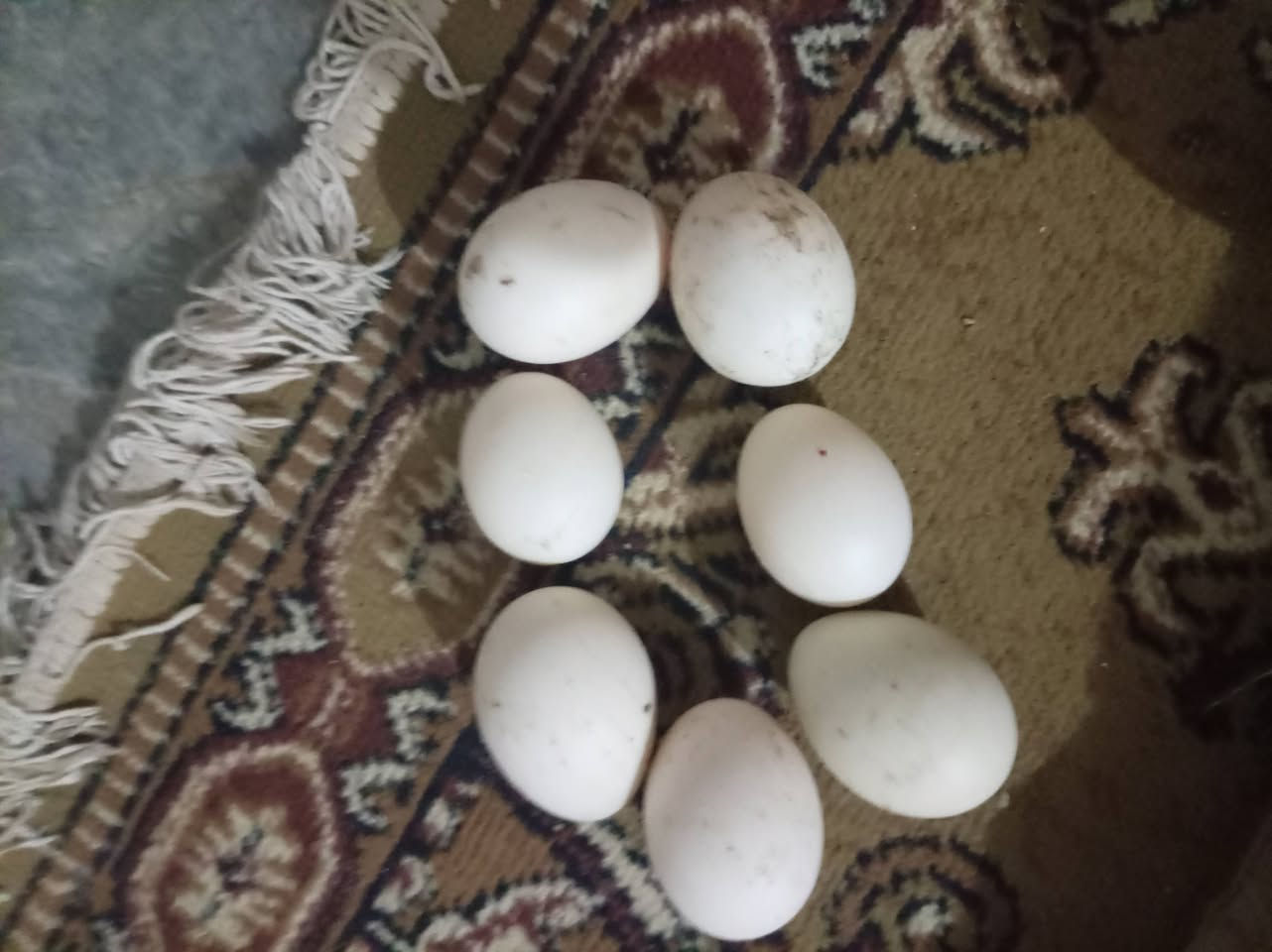 بيض مصري للبيع 4 بالف  رقم الجوال ***********
