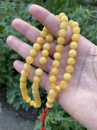 كهرب بولوني • طبيعي • ٣١غ