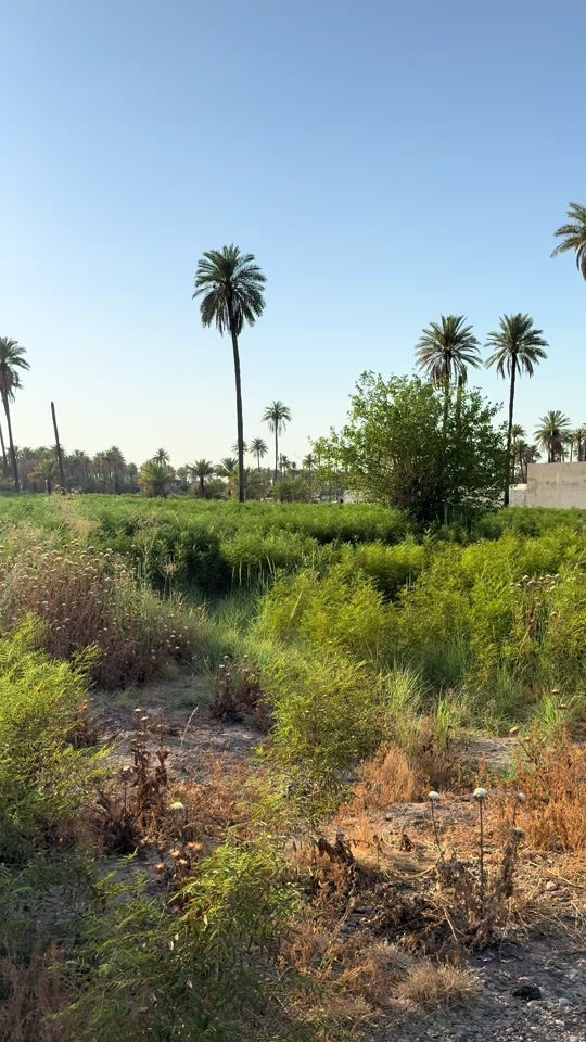 السلام عليكم👋للبيع قطعة أرض المساحة(2500m/دونم)ملك صرف تحويل مباشر بأسم المشتري ليس إقرار محكمة في دائرة التسجيل العقاري على طابو الأعظمية واجهية الدونم(50m)والنزال(50m)مطل على شارع عرض الشارع هو(14m)يبعد عن شارع السدة الرئيسي هو شارع شاطيء الفحامة فقط(200m)موقع العقار في بغداد(الفحامة/قرب جزيرة بغداد السياحية)تبعد عن جزيرة بغداد السياحية فقط(1كيلوا ونصف)للأستفسار *********** #viralvideo #جزيرة_بغداد_السياحية #tiktok #fyp #foryoupage 
