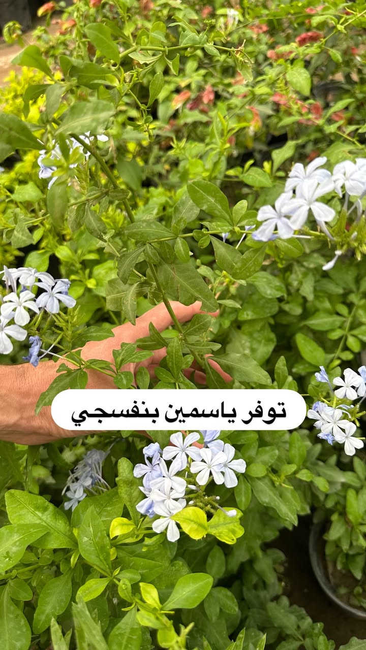 اللهم صلي وسلم على سيدنا محمد وعلى اله وصحبة وسلم تسليما.
توفر في مشتل ابو علي الفراجي أنواع الورود المختلفه 🤍

العنوان : بغداد /سلمان باك / قرب جامع سعد /شارع الحدادين 🤍

سوينا لكم بيج على برنامج الإنستقرام لكي نجاوب على اسئلتكم المتنوعه 

اسم البيج : بيج مشتل ابو علي الفراجي 

يوزر البيج: l0.33.m

رابط البيج:https://www.instagram.com/l0.33.m?igsh=bGZmMGw4bTN2ODZw

مشتل ابو علي الفراجي يرحب بالجميع 🤍


**إذا كنت صاحب هذا الإعلان وتريد حذفه لأي سبب، رجاءا أرسل رسالة إلى الدعم الفني**