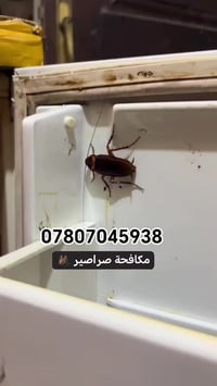 إذا كنت تواجه مشكلة مع  الصراصير، مكتب الجوهرة جاهز يساعدك! اتصل بيهم ...