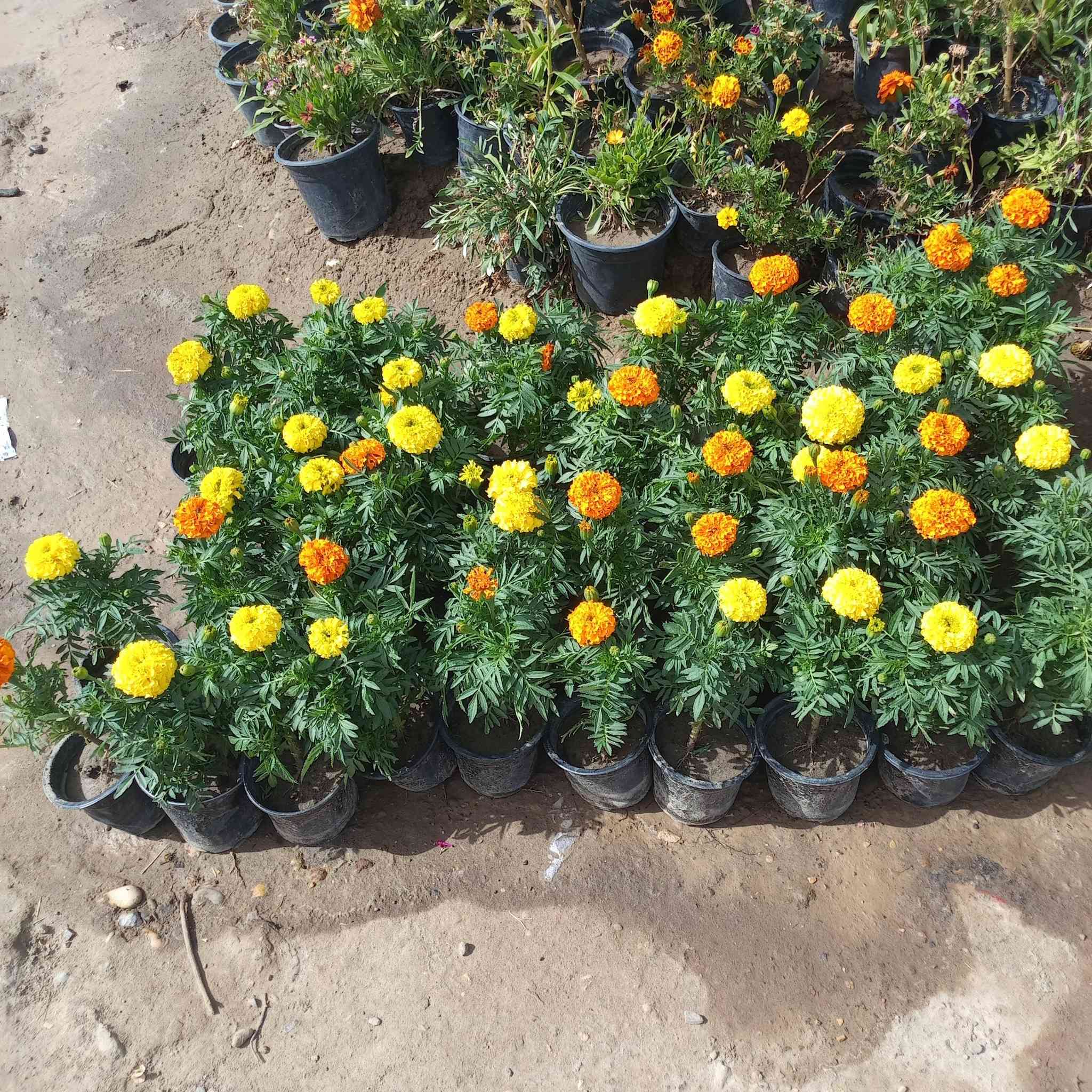 🌿✨ جديدنا يوصل… والذوق العالي يبان ✨🌿

وصلتنا تشكيلة راقية من النباتات المختارة بعناية
حتى تعيش أجواء الطبيعة الحقيقية بحديقتك 🌸

ألوان مبهرة، روائح عطرية فواحة، وأنواع تناسب كل مكان
منها الزينة، ومنها الظل، ومنها العطري اللي ينعش الجو ويغيّر المكان بالكامل 🌿🌹

📍 واسط – صويره، قرب محطة أم وليد
🚚 توصيل متوفر داخل وخارج المنطقة

📞 للاستفسار والحجز:
***********
***********

حياكم الله 🌿 نورتونا… وتشرفنا بزيارتكم داخل المشتل 💚
