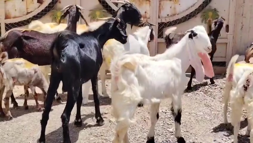 السلام عليكم اخوان للبيع معزه مطافيل 2 وراهن توم و2 فرادي ابيعهم شلع كلهم جذاع سن وشطر علئ كل عيب وين اليدور جنيئ المكان صلاح الدين بيجي للاتصال *********** /***********
