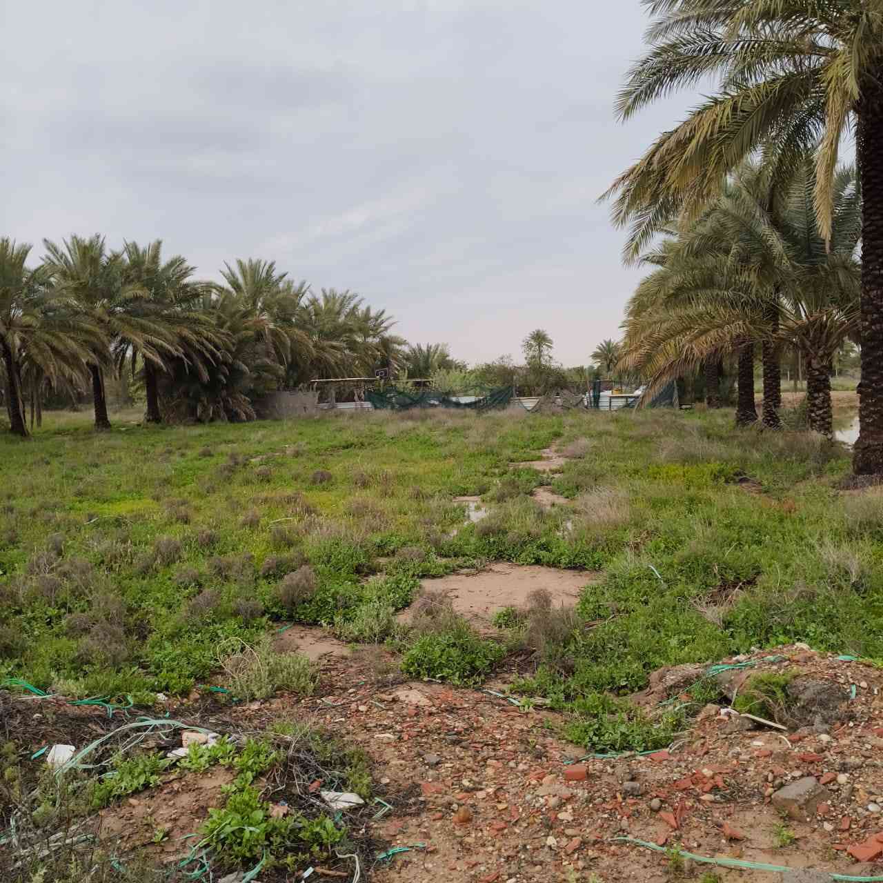 السلام عليكم 
مزرعه للبيع المساحه الكليه ربع دونم الصافي ٥٠٠ متر
طابو سند ٢٥ . يوجد كهرباء وشارع فرعي ٨ متر و شارع رئيسي ١٠ متر .ترهم سكن وترهم مكان ونسه 

يوجد ماء اساله وبئر ماء وغرفه مع السياج لتربيه الدجاج 
وفرن شوي و ٧ اشجار برتقال و٣ اشجار رمان و زيتون ونخل 
وتين 
العنوان مدخل الصناعه الثالثه قريب ع اسواق الكربولي
شارع حجي قيس البياتي

السعر ٤٢ بي مجال قليل
للاستفسار الاتصال على الرقم 
***********
الي يريده يدخل خاص حتى ادزه لان مايصير انزله هنا
