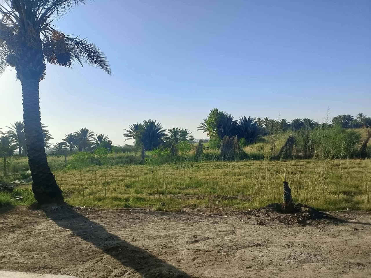 السلام عليكم
للبيع....
بستان +بيت
 المساحة 3260 مربع 
مساحه البيت ٣٥٠ م
زراعي بناء مرتب حديث بلوك
طابق واحد يتكون من ٥ غرف صحيات داخليه وخارجيه
نخل مثمر عدد ٣٠ نخله حديقه اماميه للبيت
عقد ١١٧ بستنه
على نهر دجله يبعد عنه ١٠٠ متر
ويبعد عن شارع التبليط ١٠٠ متر
يمه مدرسه ومسوصف وخدمات كامله 

المكان واسط الكوت
قضاء النعمانيه
 منطقة الكراده
السعر ٧٥
موقع ممتاز
للأستفسار***********
***********
