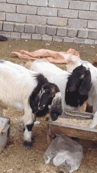 يوجد جدعات مال جنيه شرط نصاحه بيجي الحي العصري رقم المبايل ***********
