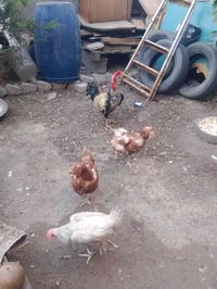 دجاج بياض • دجاج • ديج • ديك • دواجن • بيع دجاج • طيور • حيوانات